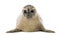 Front view of a Common seal lying, facing, Phoca vitulina