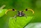 Front view of common tuft-bearing longhorn hanging on leaf