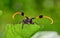 Front view of common tuft-bearing longhorn hanging on leaf