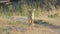 Front view of a coyote standing in the lamar valley of yellowstone national park