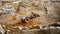 Front View of a Crab on a Rock Wall. Close-Up View of a Crab. Nature Concept. Wildlife Concept