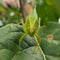 FRONT VIEW OF A CUTE GRASSHOPPER PERCHED ON A LEAF