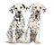 Front view of Dalmatian puppies sitting, facing