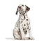 Front view of a Dalmatian puppy looking up, isolated