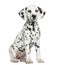 Front view of a Dalmatian puppy sitting, facing, isolated