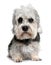 Front view of Dandie Dinmont Terrier, sitting