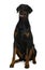 Front view of Doberman, sitting