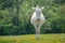 Front view of a dozily white donkey standing in a flowery meadow