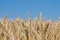 Front view of ears of grain, wheat or rye with blurred background and blue sky