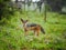 Front view of an East African black-backed jackal Canis mesomelas schmidti posing in Serengeti Nationalpark