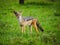 Front view of an East African black-backed jackal Canis mesomelas schmidti posing in Serengeti Nationalpark