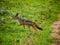 Front view of an East African black-backed jackal Canis mesomelas schmidti running through Serengeti Nationalpark