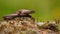 Front view of a European copper skink, ablepharus kitaibelii