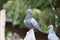Front view of the face of Rock Pigeon face to face.Rock Pigeons crowd streets and public squares, living on discarded food and