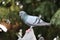 Front view of the face of Rock Pigeon face to face.Rock Pigeons crowd streets and public squares, living on discarded food and