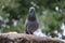 Front view of the face of Rock Pigeon face to face.Rock Pigeons crowd streets and public squares, living on discarded food and