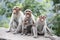 Front view. A family of Rhesus Macaques sitting near a highway in India