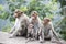 Front view. A family of Rhesus Macaques sitting near a highway in India