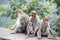 Front view. A family of Rhesus Macaques sitting near a highway in India