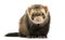 Front view of a Ferret looking at the camera, isolated