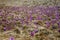 front view of field with dry grass and spring crocuses