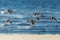 Front view of a flock of wild mallard ducks flying