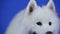 Front view of a fluffy Samoyed spitz in the studio on a blue background. The satisfied pet stuck out its tongue and