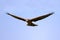 Front view of flying Montagus harrier