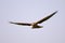 Front view of flying Montagus harrier