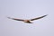 Front view of flying Montagus harrier