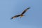 Front view flying red kite milvus milvus raptor bird spread wi