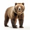 Front view full body of a grizzly brown bear on a white background