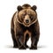 Front view full body of a grizzly brown bear on a white background