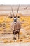 Front view of gemsbok, gemsbuck, Oryx gazella, antelope. Native to the Kalahari Desert, Namibia and Botswana, South