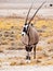 Front view of gemsbok, gemsbuck, Oryx gazella, antelope. Native to the Kalahari Desert, Namibia and Botswana, South