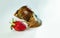 Front View of Giant African Land Snail Achatina Fulica Eating Red Ripe Strawberry, Isolated on a White Background.