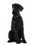 Front view of Giant Schnauzer sitting