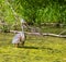 Front view of a great blue heron standing in water covered with algae
