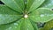 Front view green leaves covered with dewdrops