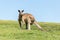 Front View of Grey Kangaroo on Green Meadow whit Clear Sky. Nature Concept. Wildlife Concept