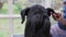 Front view of grooming ear of the Giant Black Schnauzer dog closeup