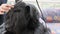 Front view of grooming the head of the Giant Black Schnauzer