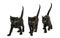 Front view of a Group of Black kitten