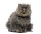 Front view of a grumpy Persian cat, sitting, looking up