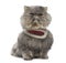 Front view of a grumpy Persian cat wearing a tartan harness