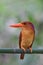 Front view of  halcyon coromanda ruddy kingfisher perching on fresh bamboo branch showing its beautiful chest