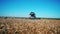 Front view of the harvester-thresher riding along the wheat field