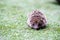 front view a hedgehog running on a green meadow