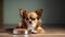 Front view image of brown Chihuahua dog lying down by the bowl of dog food and ignoring it. Sad or sick chihuahua dog get bored of