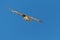 Front view juvenile bearded vulture gypaetus barbatus flying i